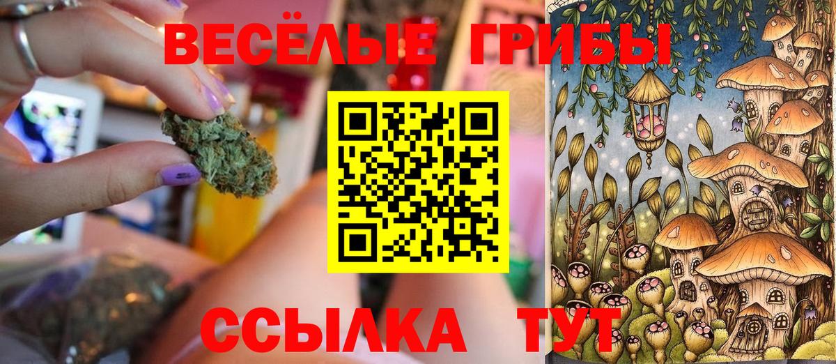 Псилоцибиновые грибы Psilocybe Томск